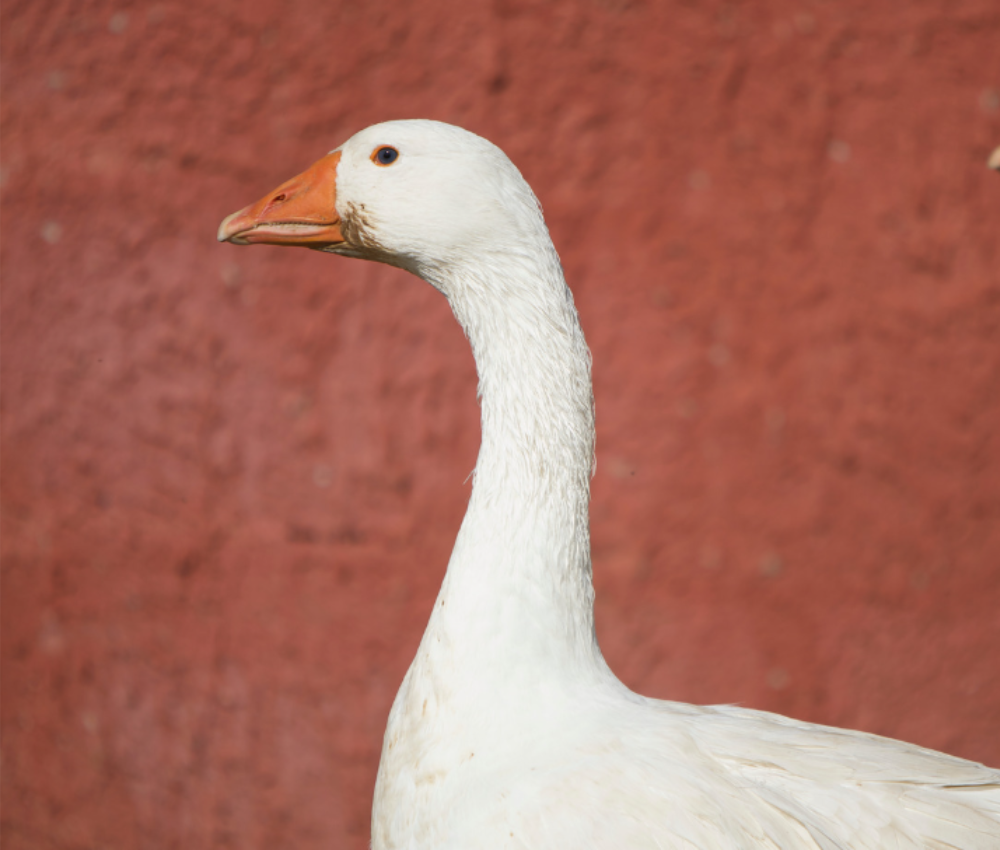 How to Get Rid of Geese - No more gaggles in your yard
