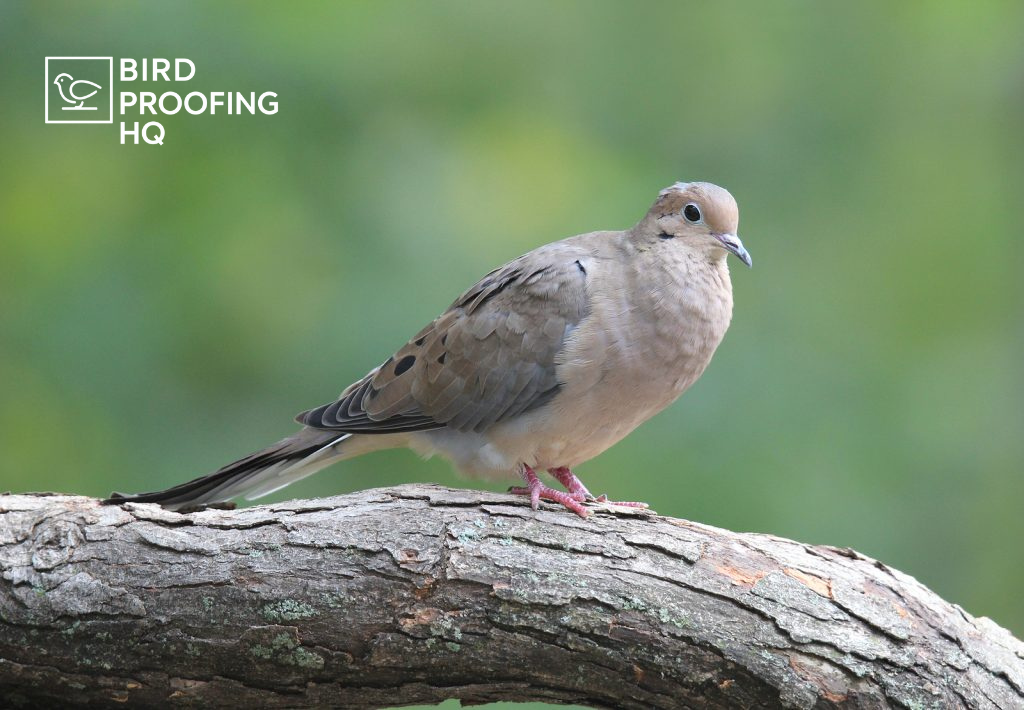 How to Get Rid of Doves (7 Humane Methods That Work)