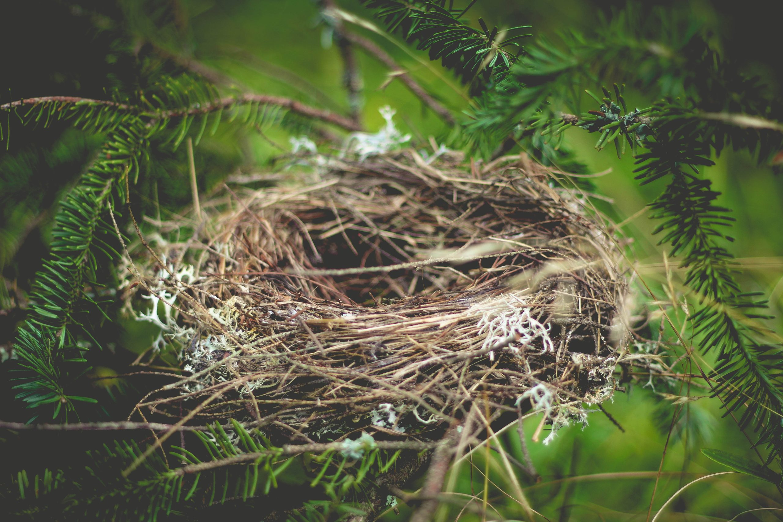 How to Stop Birds from Nesting Around Your Home