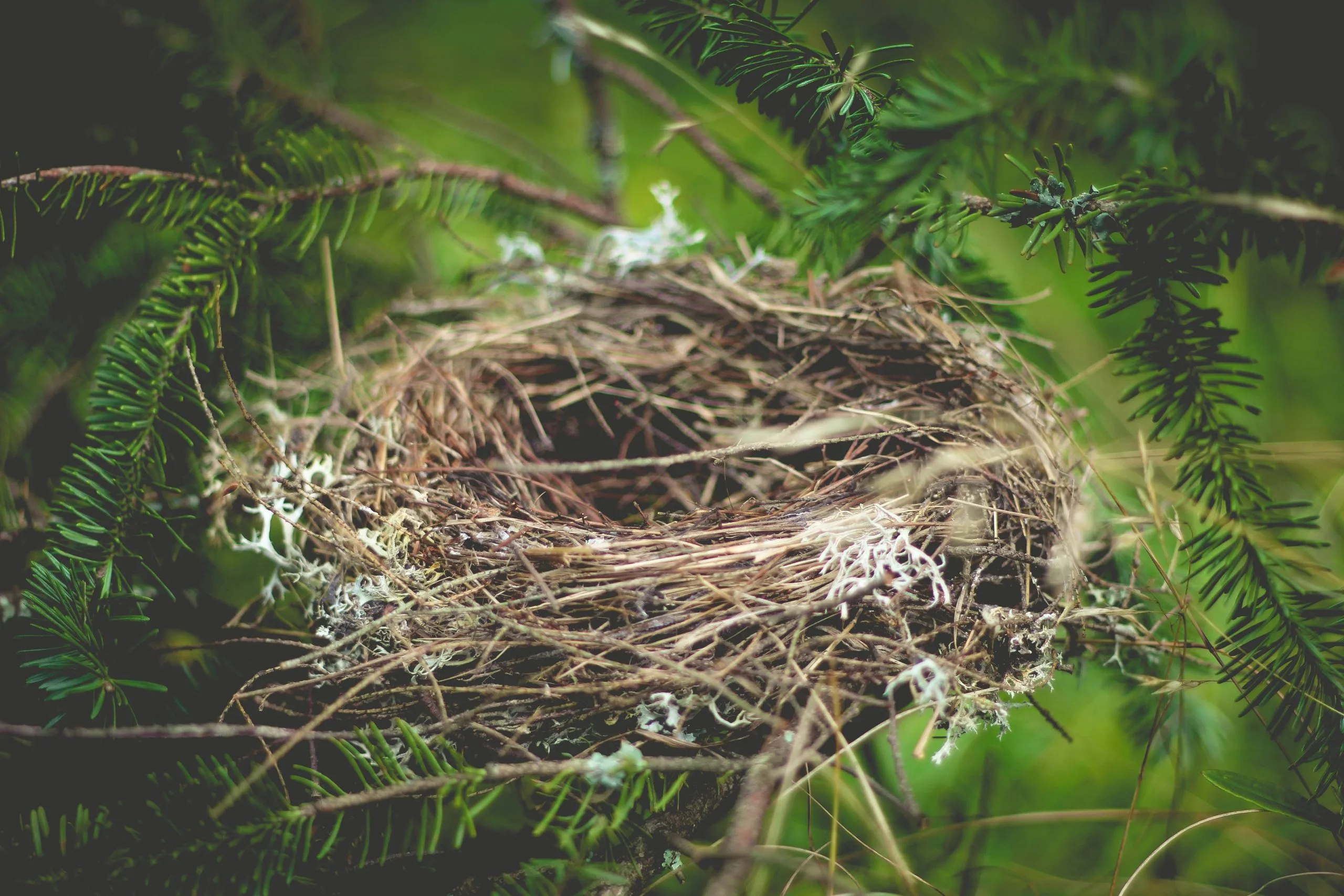 Types of Bird Nests: How to Identify Who Built That Nest