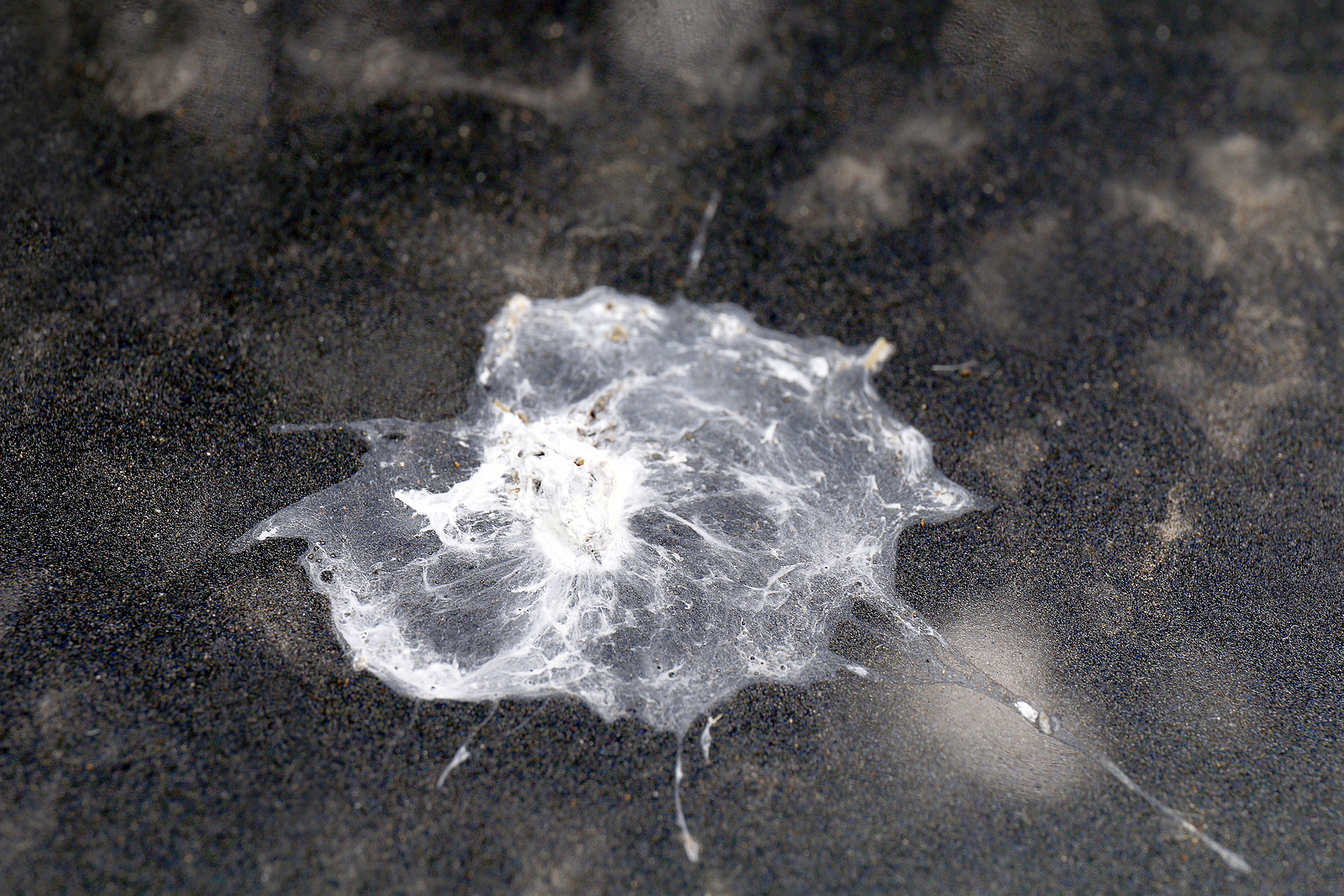 Unlocking the Secrets of Bird Poop: All You Need to Know