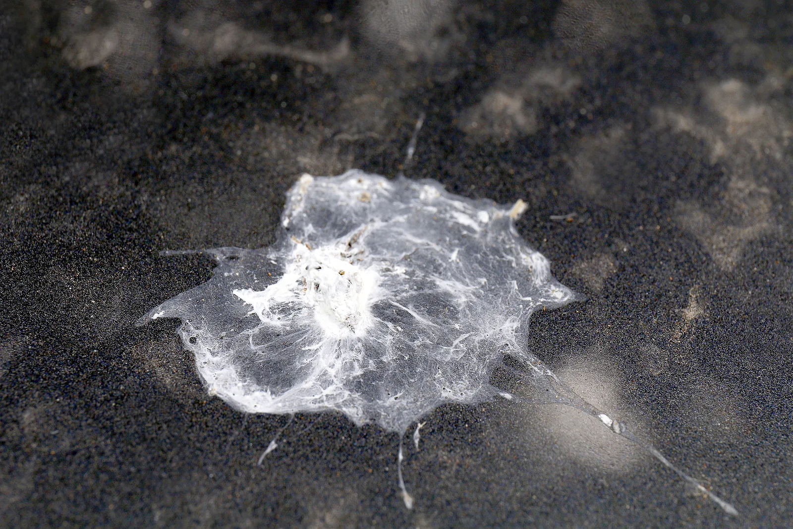 Bird droppings on an outdoor surface
