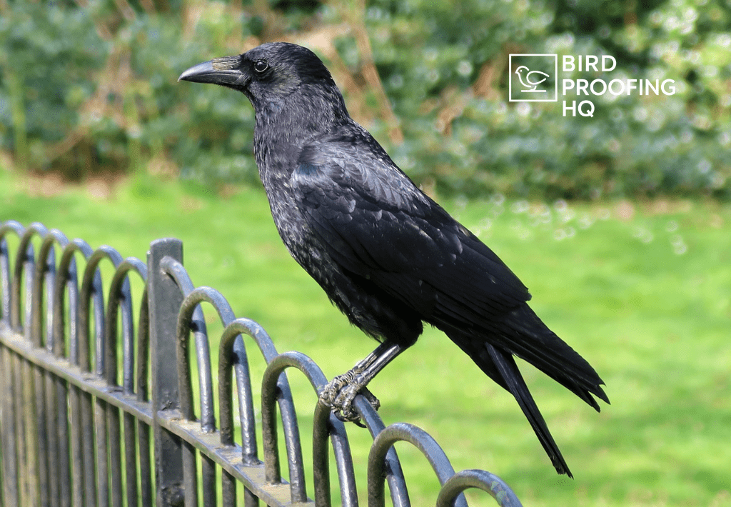 How to Get Rid of Crows in 2026 - Proven Tips