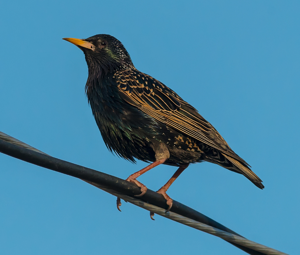 How to Get Rid of Starlings Fast and Humanely in 2026