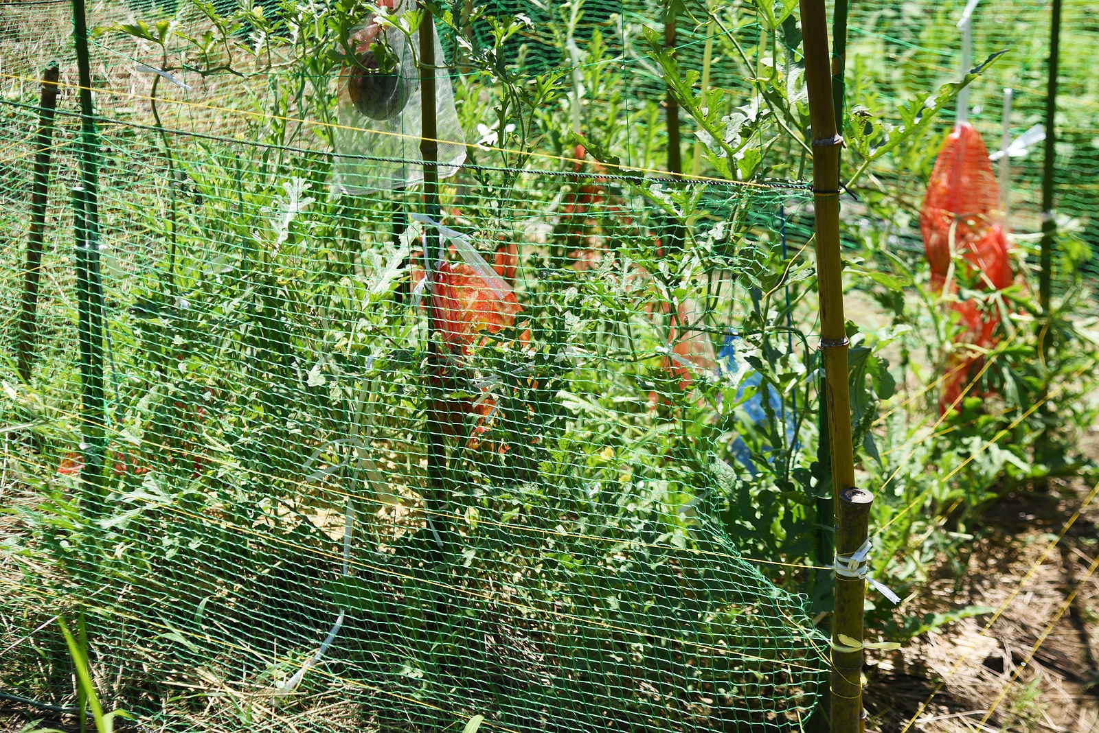 Bird netting draped over plants