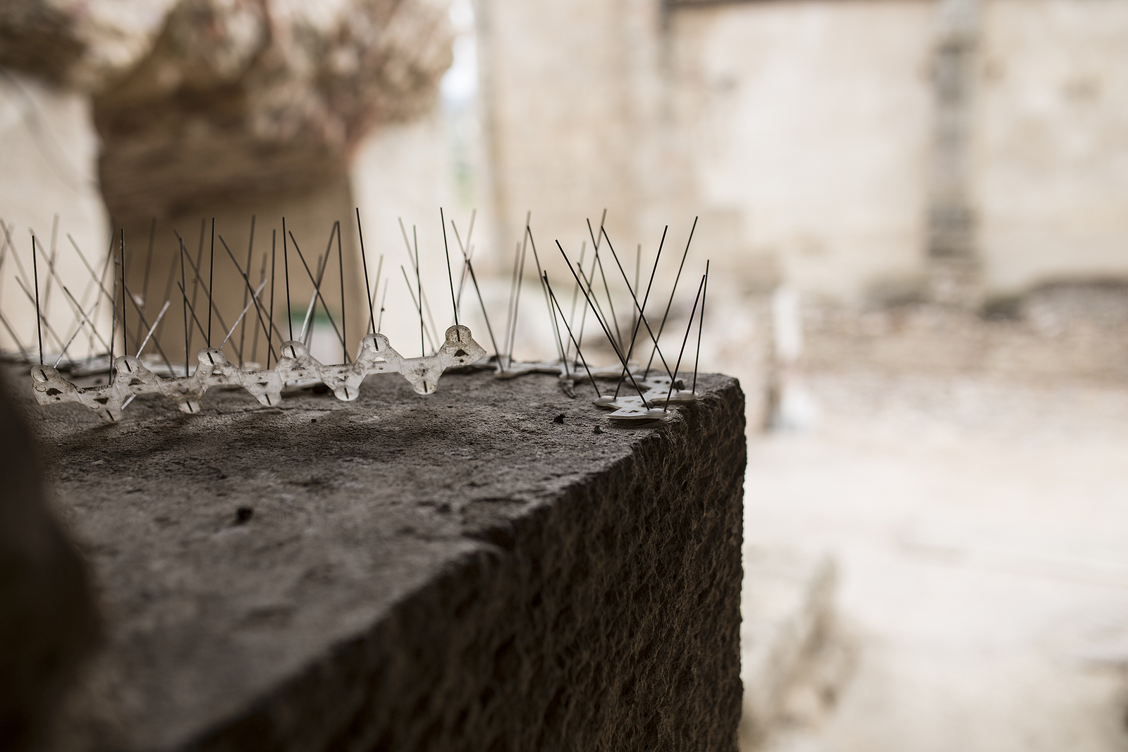 Repellent metal bird spikes 