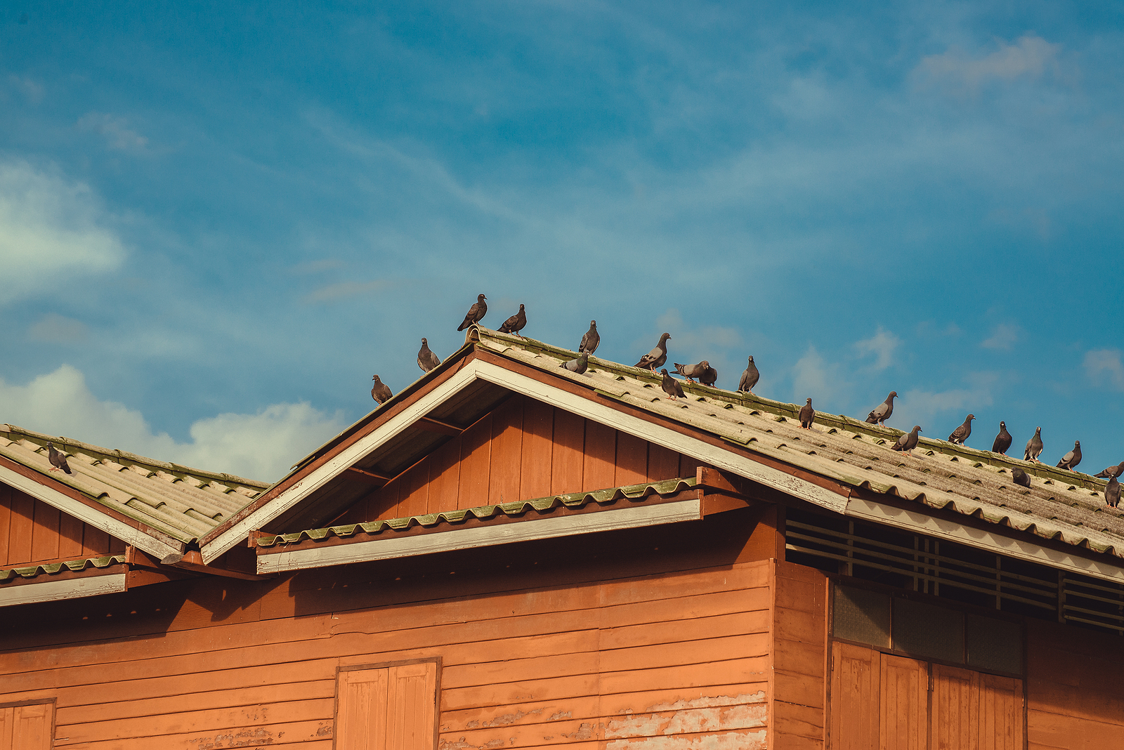 Bird Proofing Guide - How to Keep Birds from Nesting