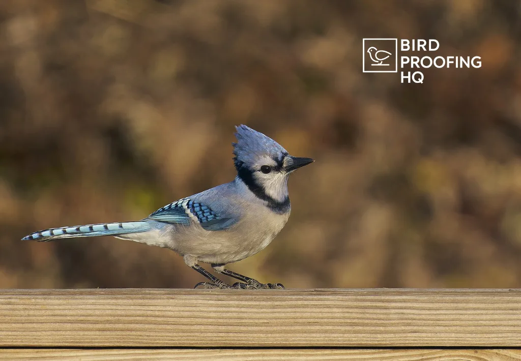How to Get Rid of Blue Jays (Without Scaring Other Birds)