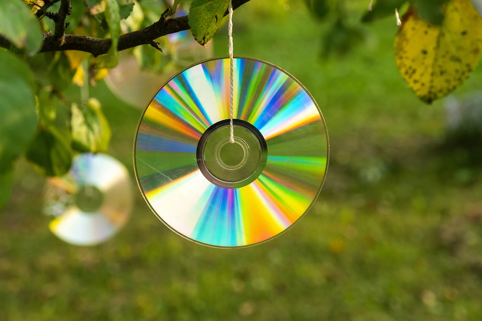 A reflective CD spinning in a tree, a cheap visual scare
