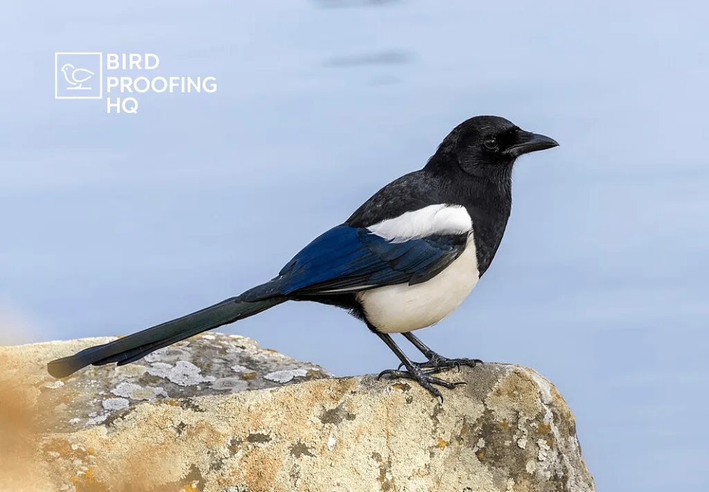 How to Get Rid of Magpies: Humane Methods That Actually Work