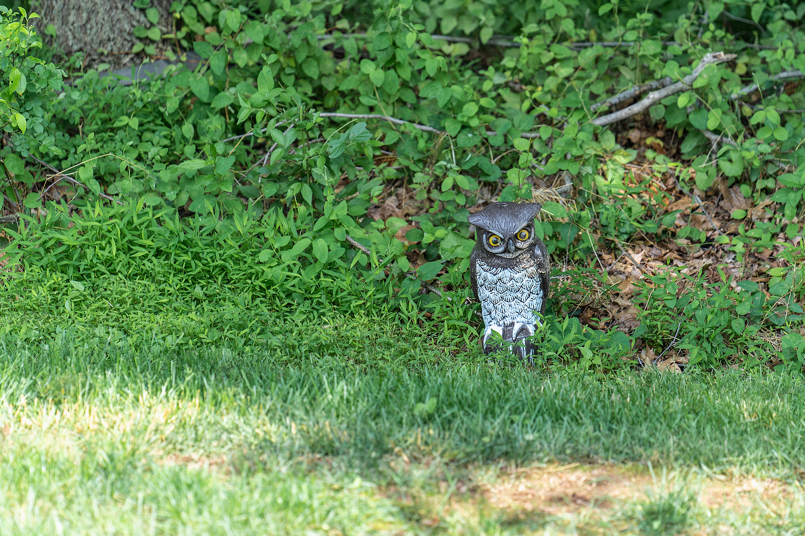 Fake owl bird deterrent by the edge of woods