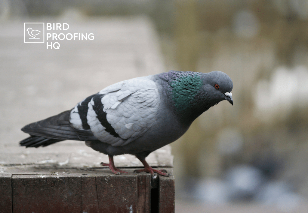The Ultimate Guide to Bird Deterrents in 2026