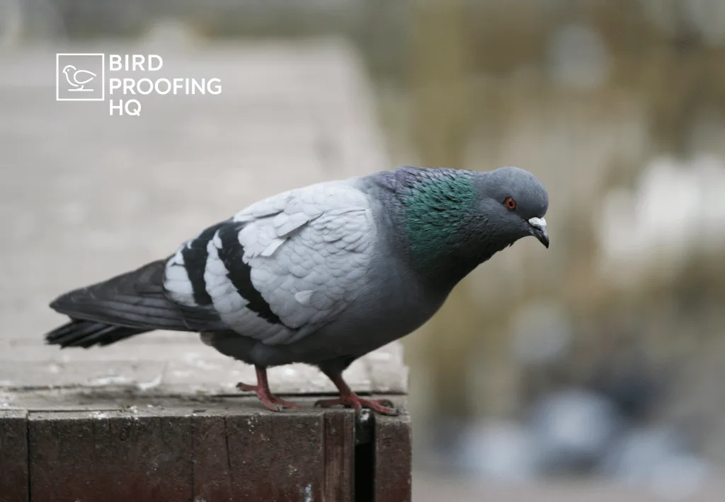 Pigeon perched on a ledge, a common target for bird deterrents