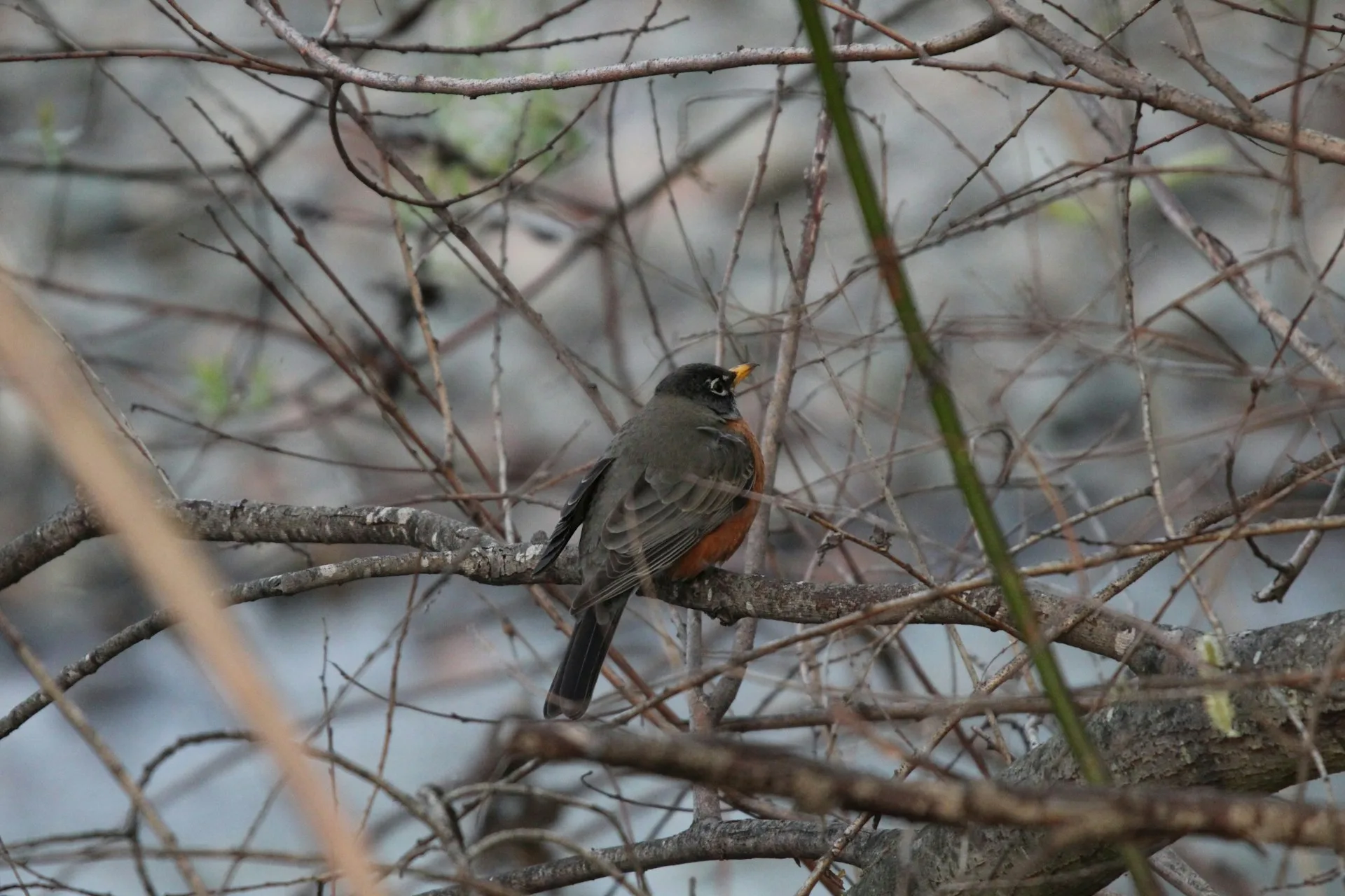 How to Get Rid of Robins: 10 Humane Methods That Work Well