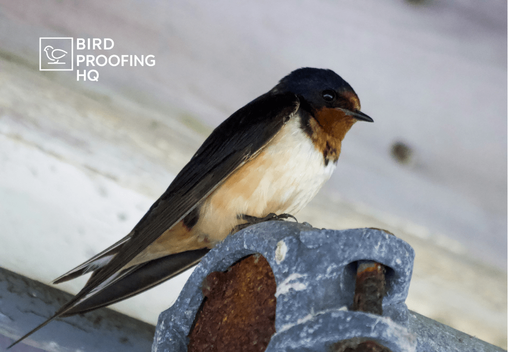 How to Get Rid of Swallows - DIY Removal Guide