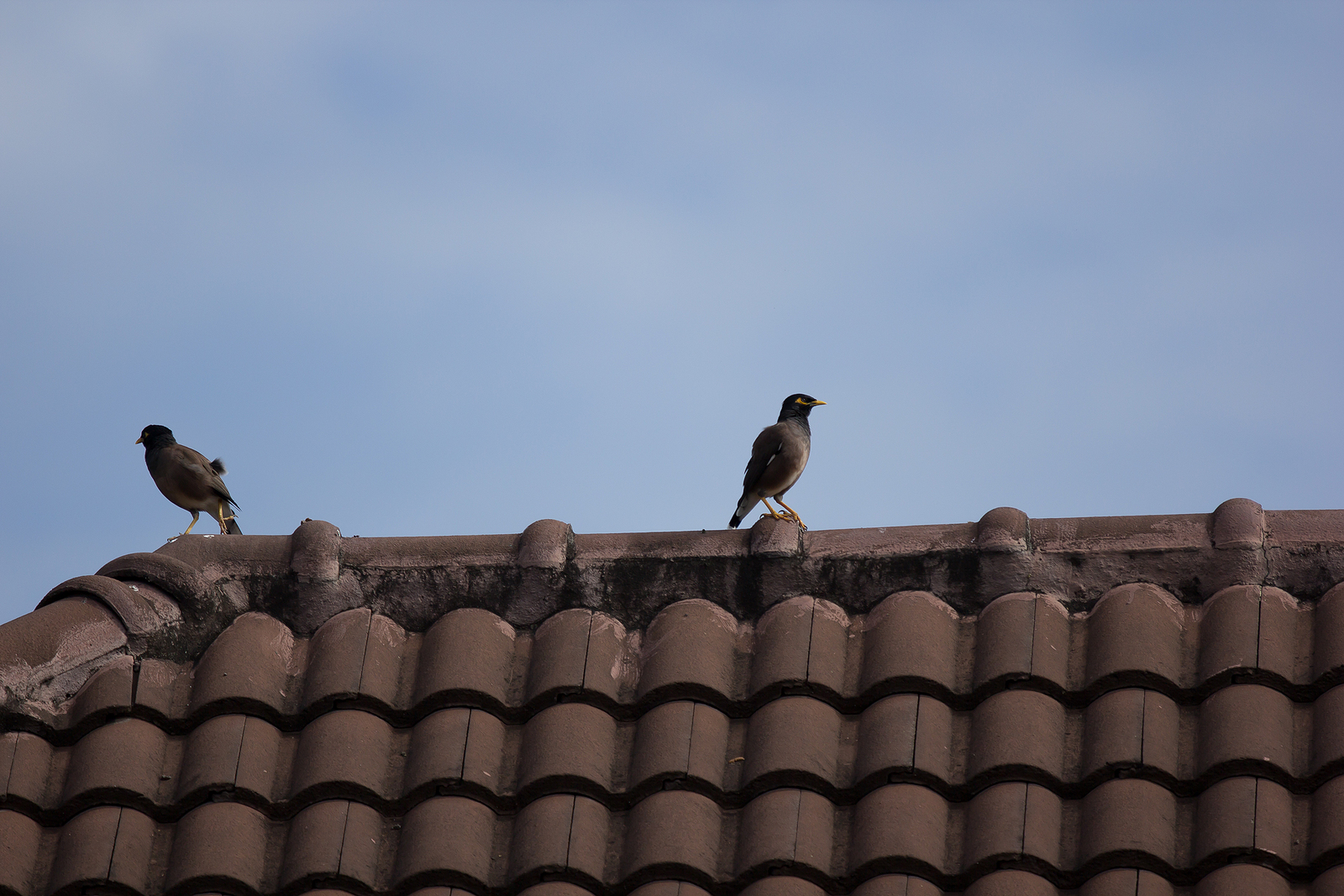 Two Common Myna bird on house roof