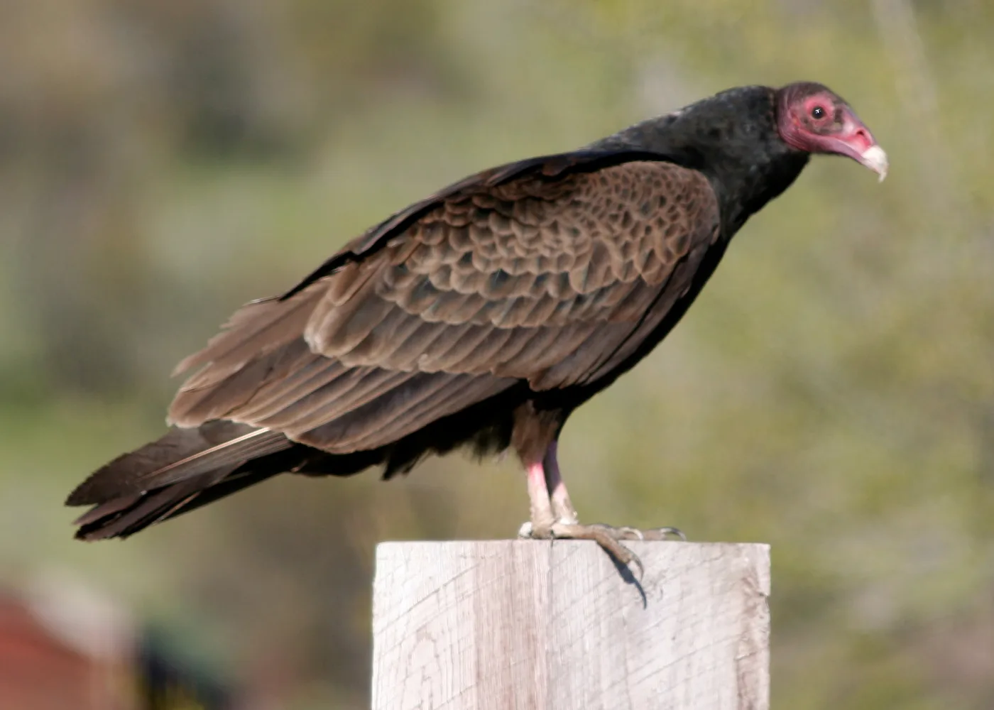 Adult Turkey Vulture perched on a post with its bare red head in profile