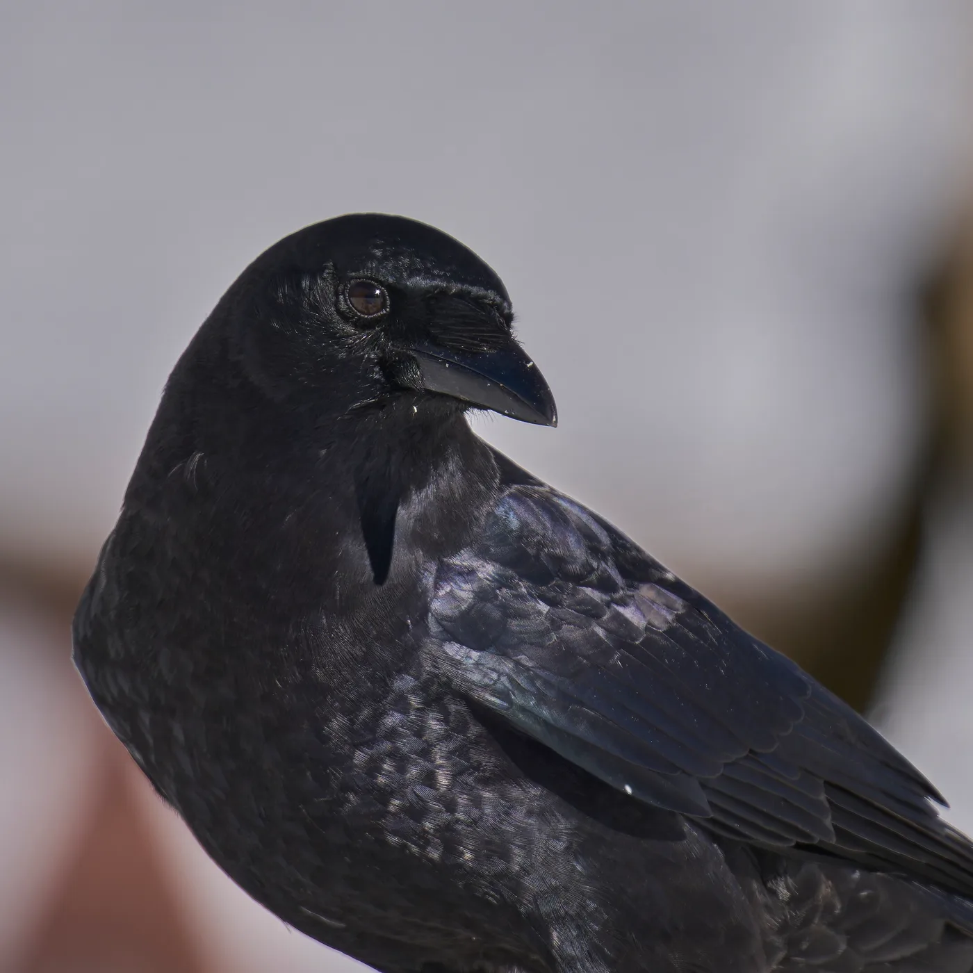 American crow perched on a branch