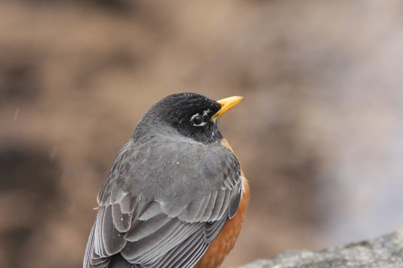 An American robin standing in a garden