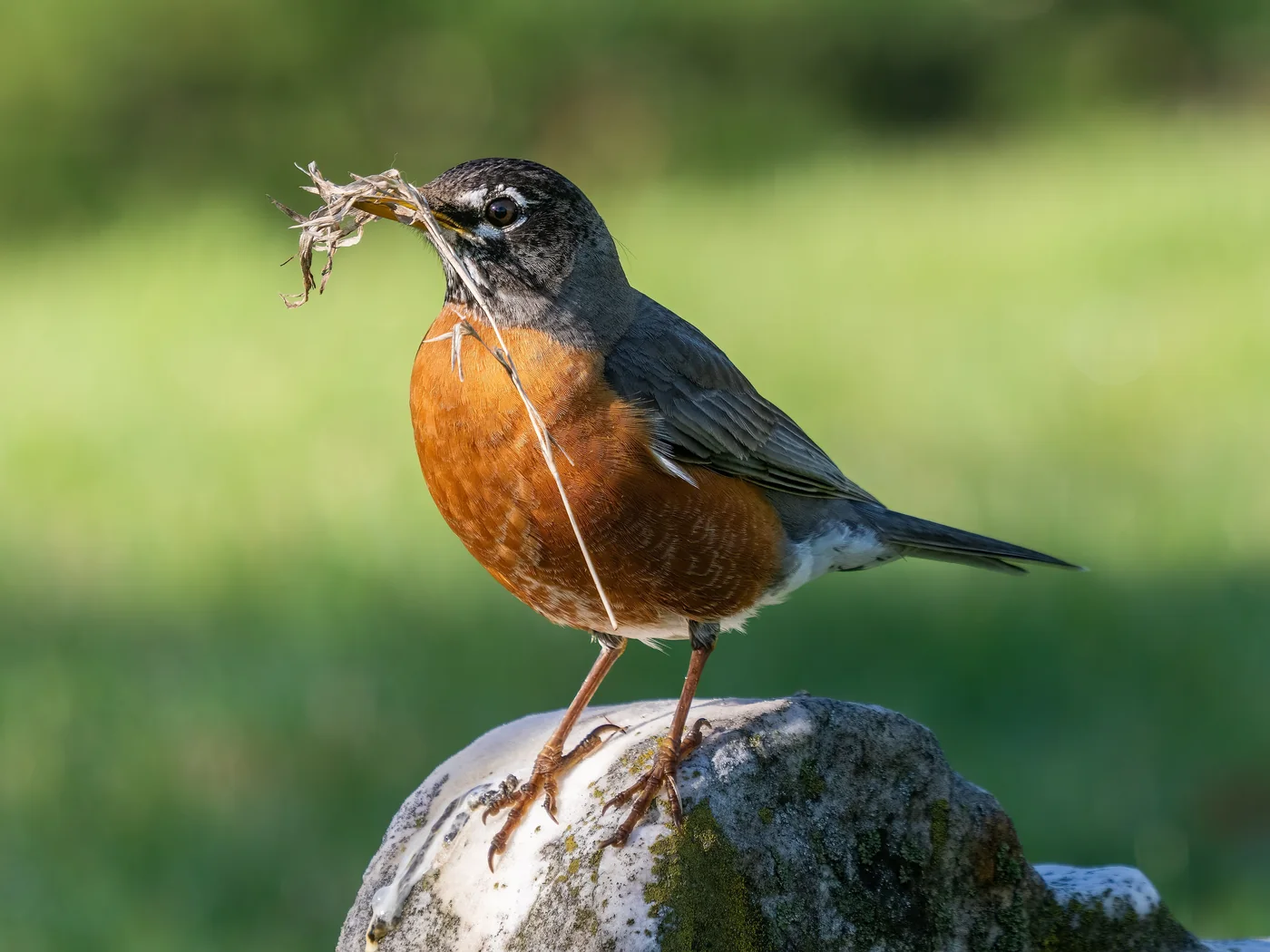 Bird Nesting Season: When Birds Nest (by Species)