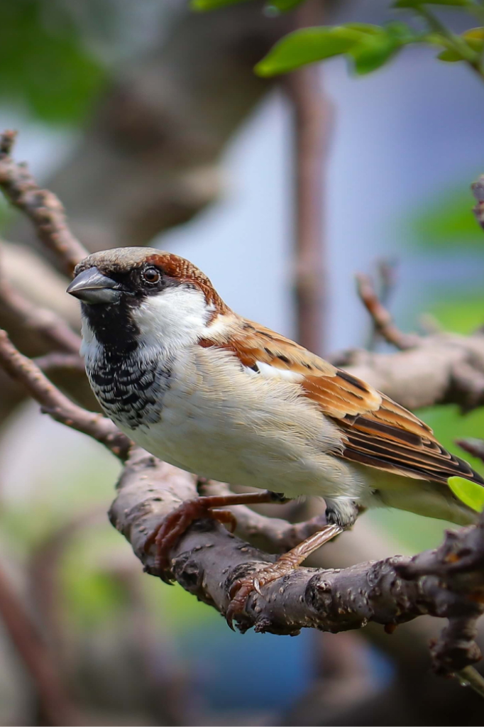 Sparrows
