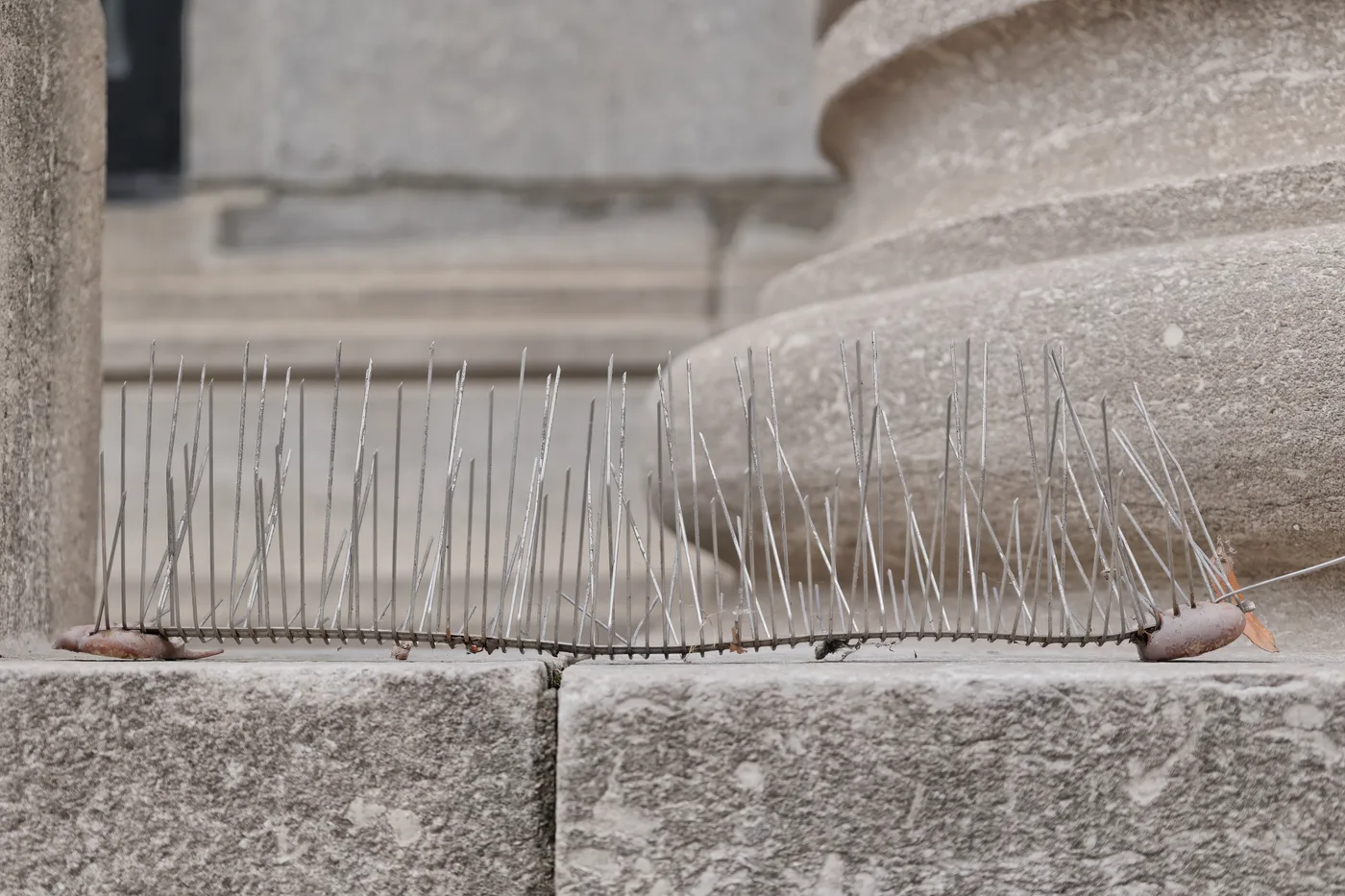 Bird control spikes installed on a building ledge to prevent nesting