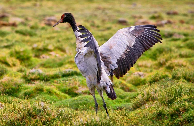 A black-necked crane standing in a wetland, the species studied in 2025 frequency-deterrence research