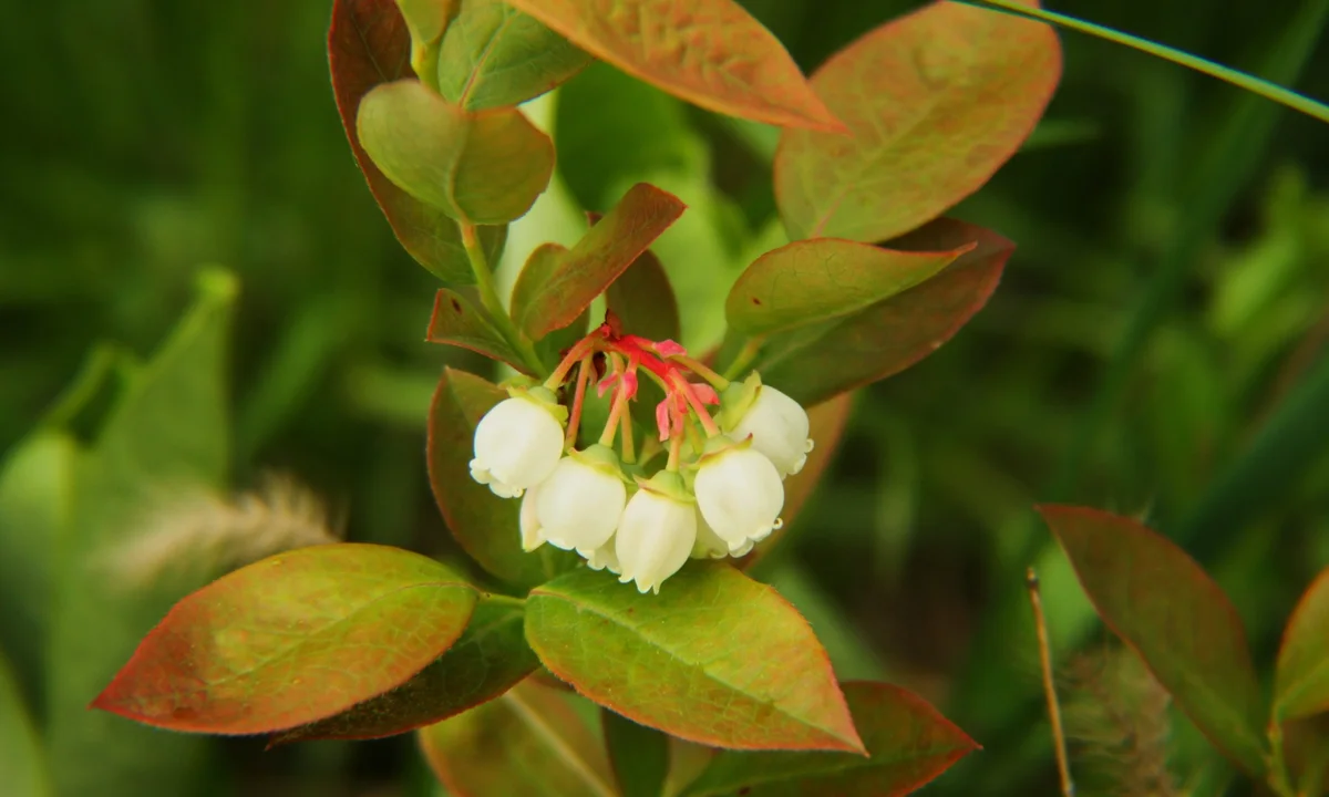 White blueberry blossoms in bloom, before netting goes up