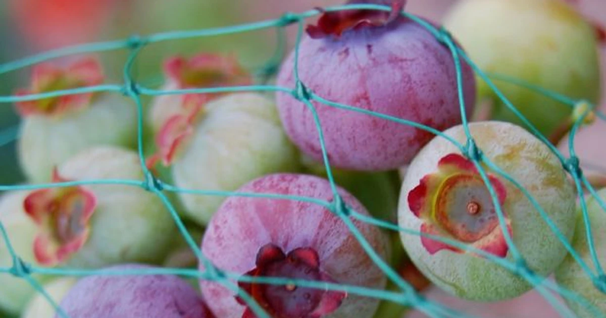 Bird Netting for Blueberries: Mesh, Frame, and Harvest Access