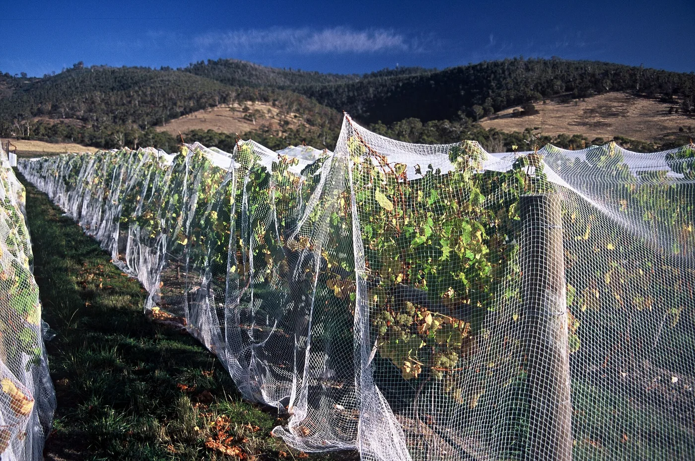 Bird netting protecting grapevines near harvest at a Tasmanian vineyard
