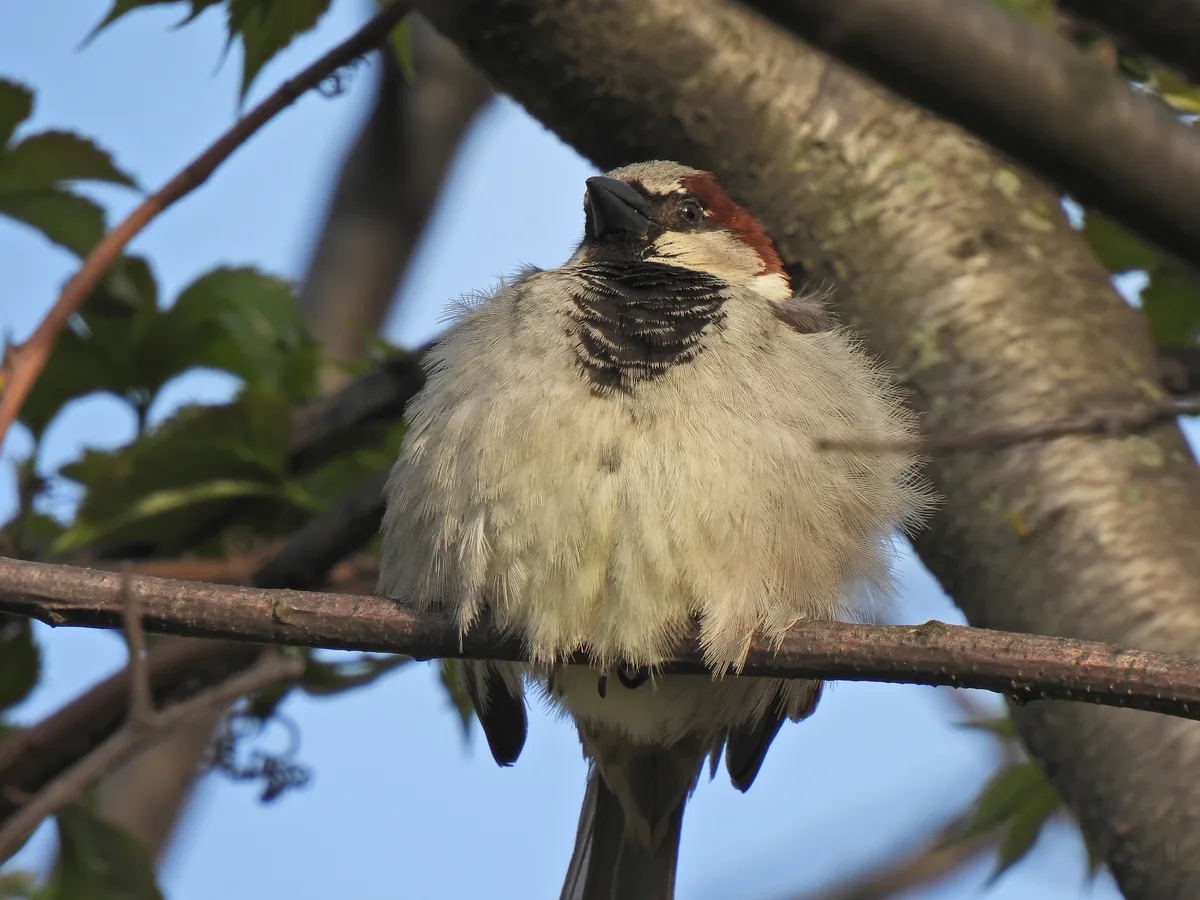 A male house sparrow perched in a tree, showing the small body size that lets it exploit gaps built for a much larger bird