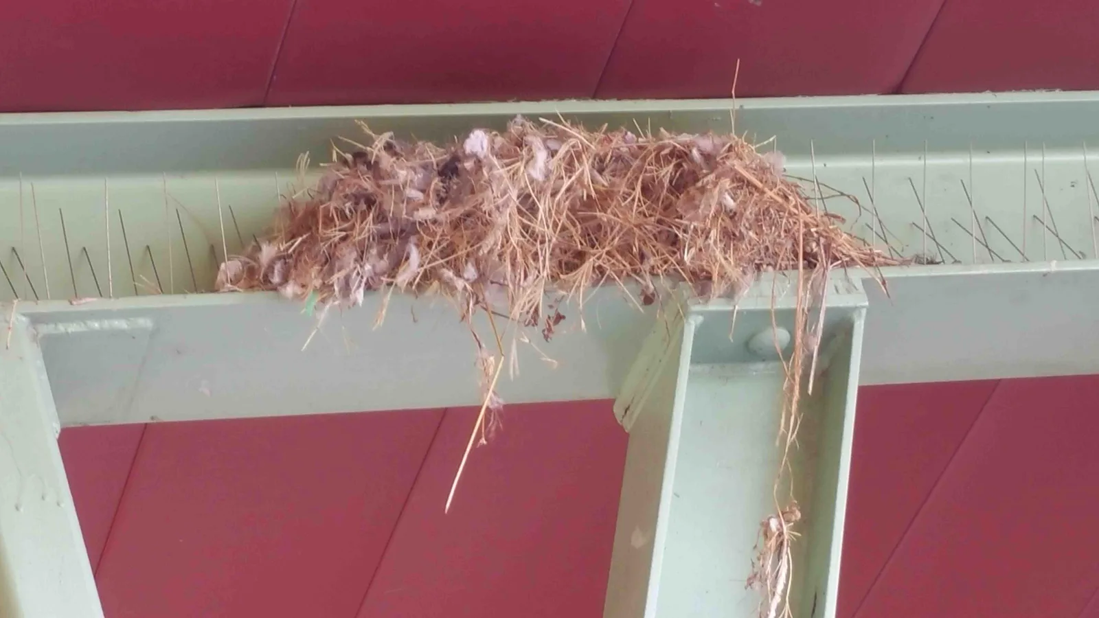 Do Bird Spikes Work for Small Birds? Risks, Limits, and Alternatives