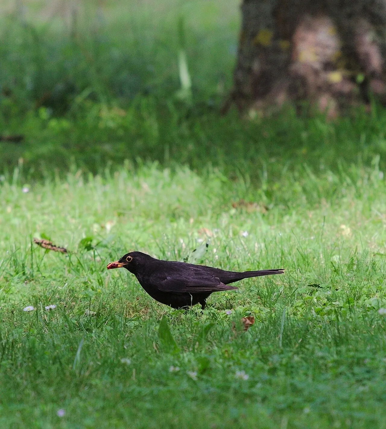 A blackbird perched in a tree eating a ripe cherry