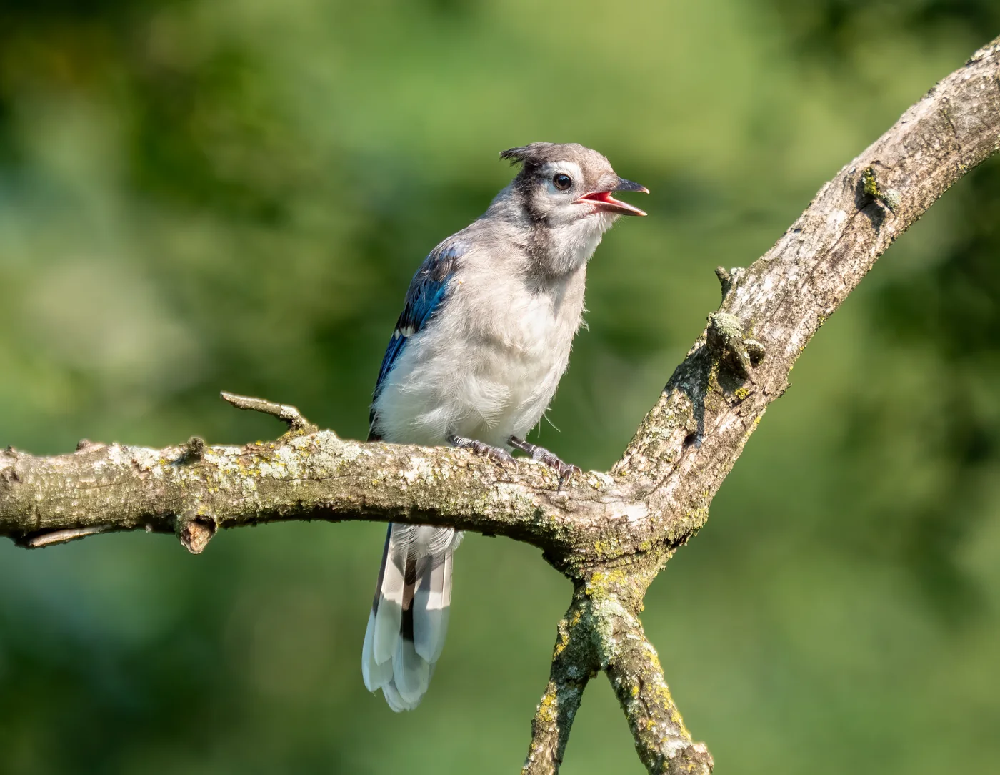 A fully feathered Blue Jay fledgling sitting low among leaves after leaving the nest