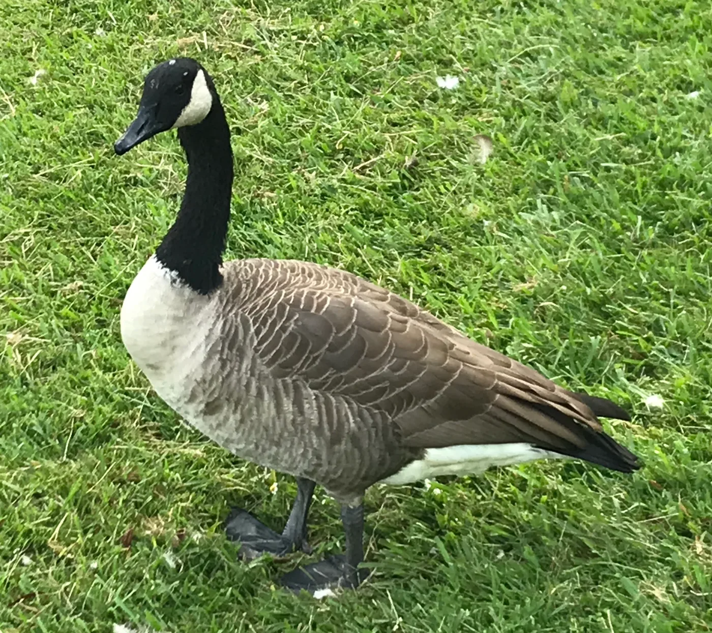 How to Get Rid of Geese (And Keep Them Off Your Lawn)