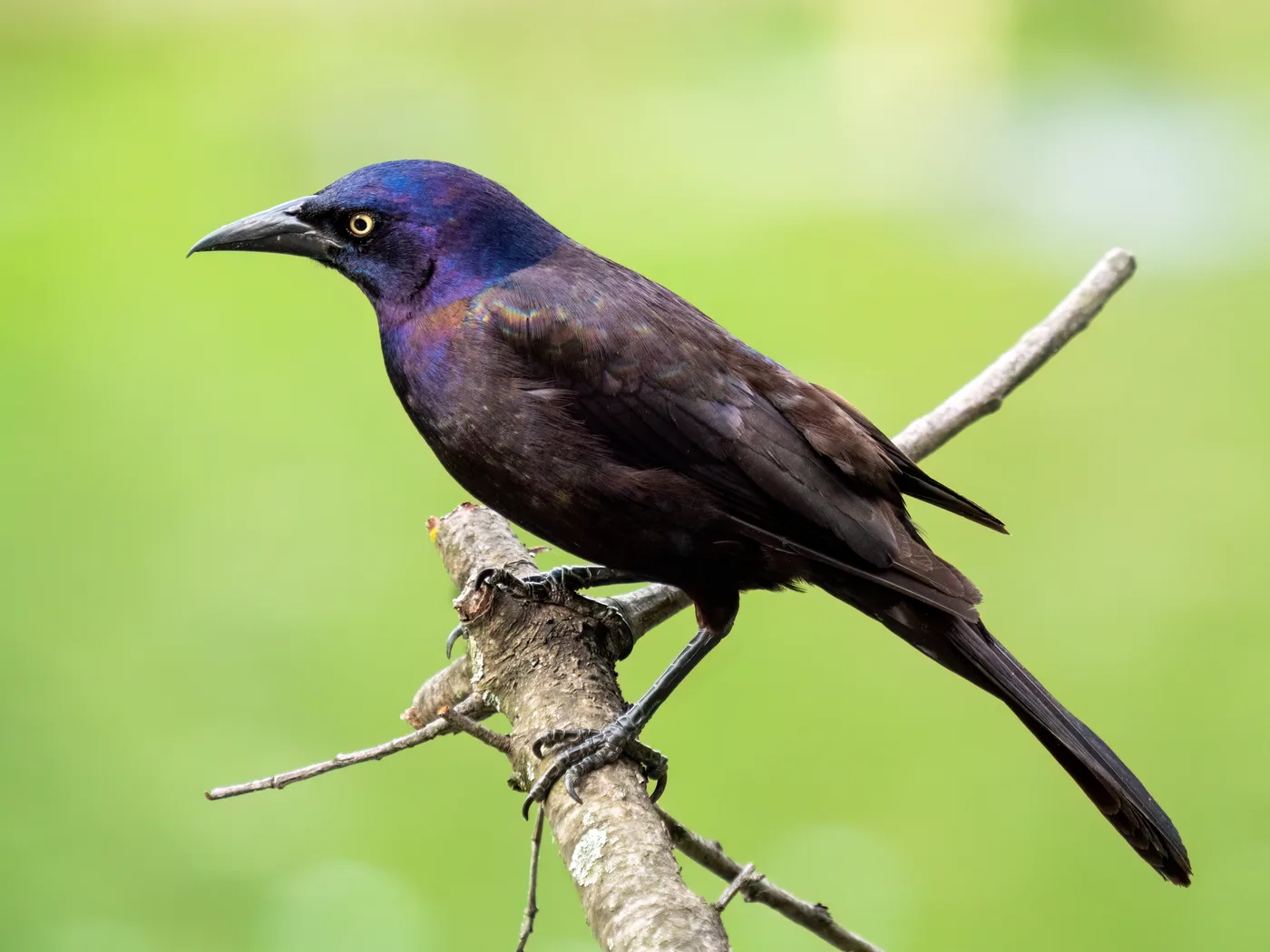 Common grackle showing its long tail and flat head