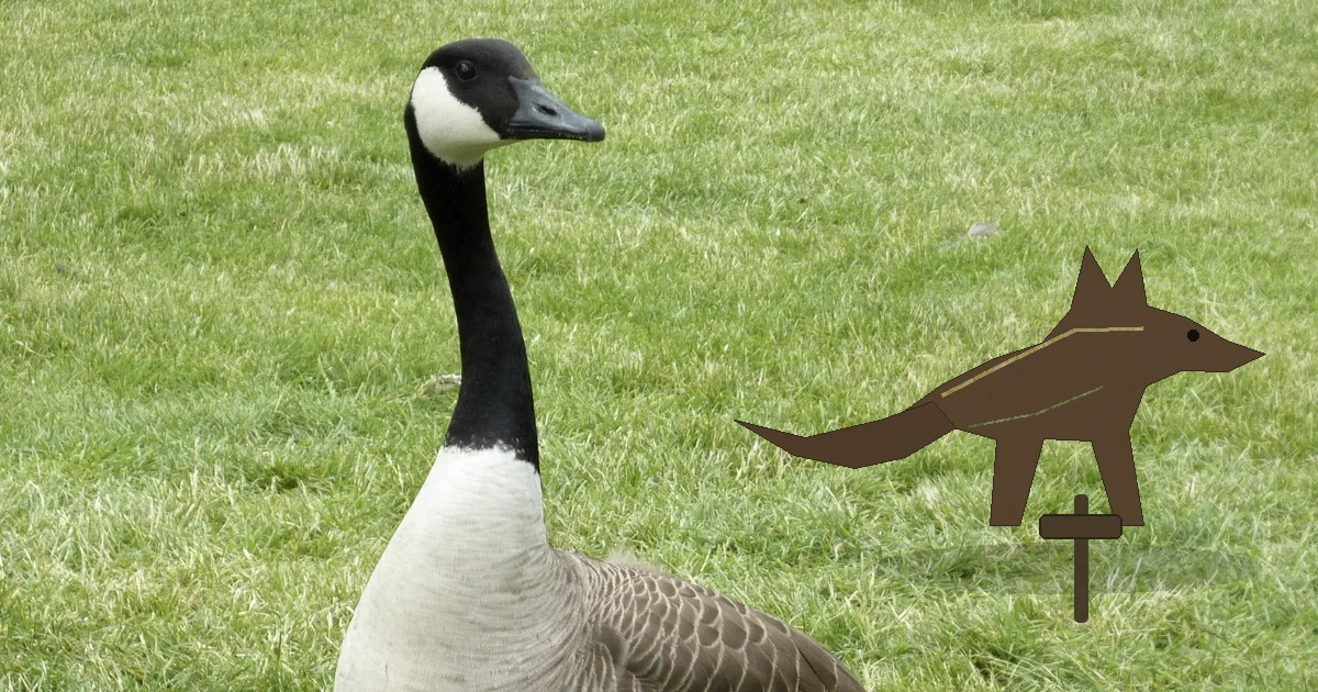 Do Coyote Decoys Keep Geese Away? What the Evidence and Setup Say