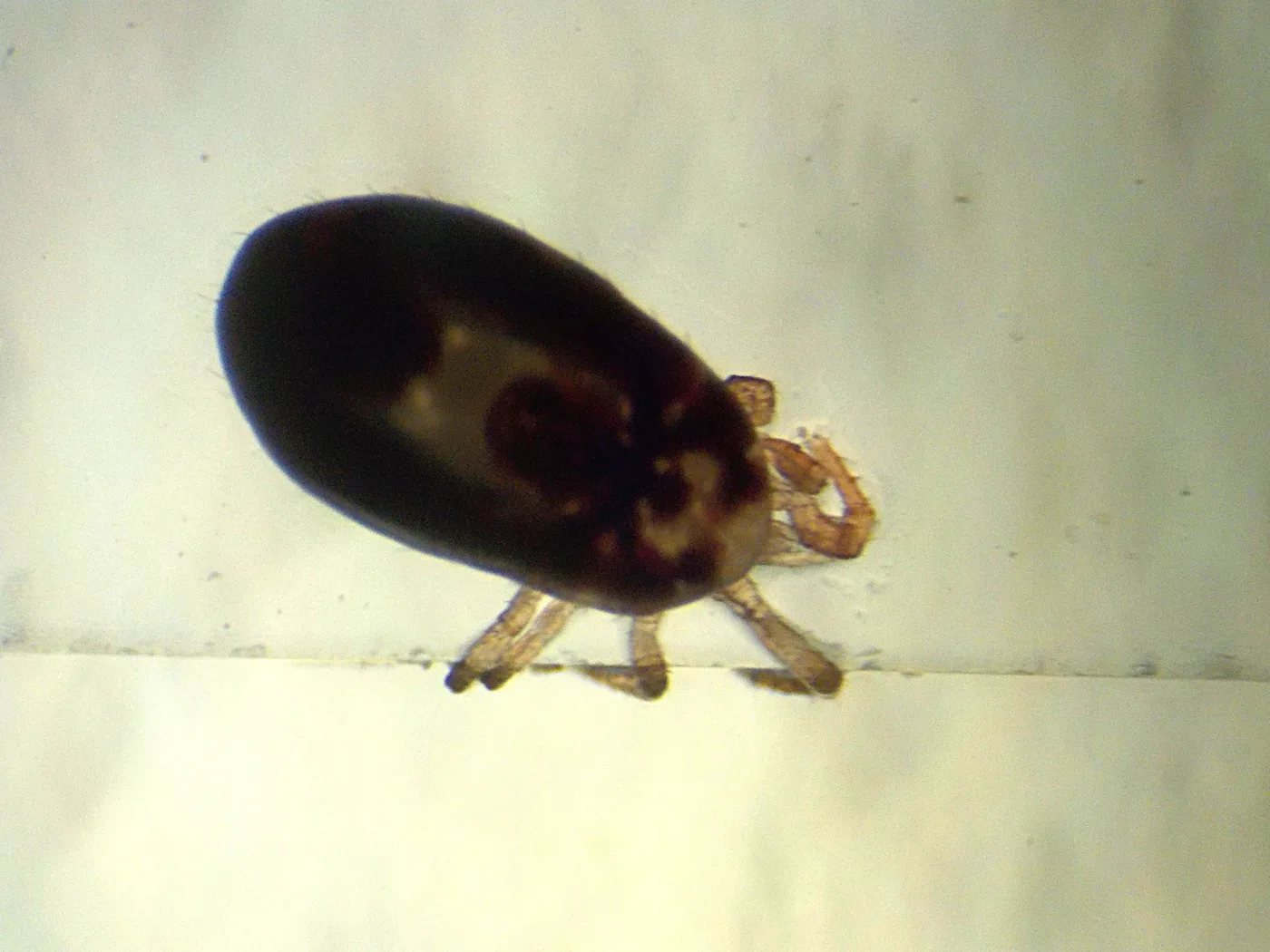 Microscopic view of Dermanyssus gallinae bird mites
