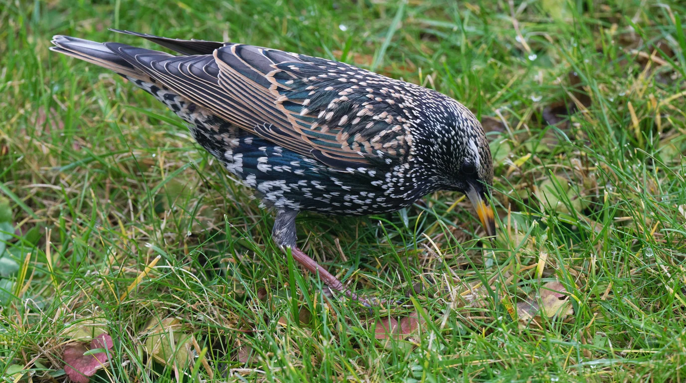 Common starling searching for food in a grassy lawn