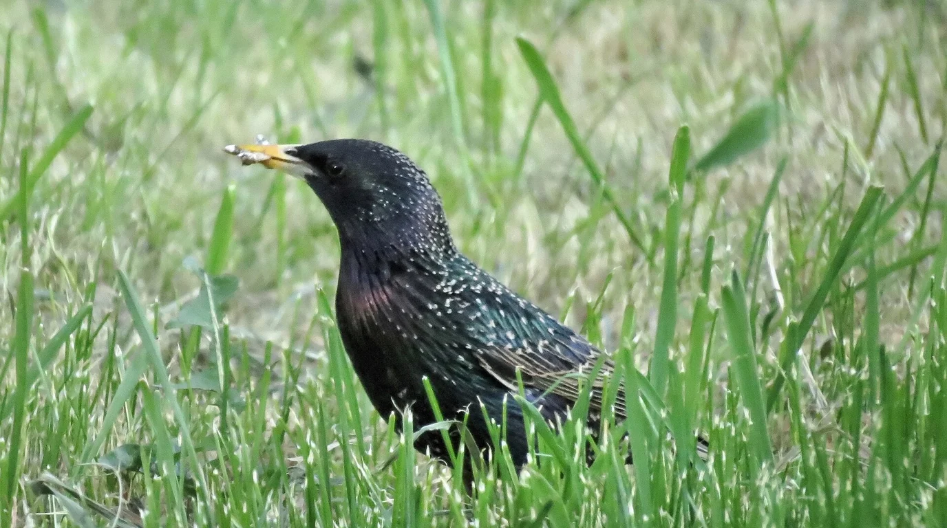 Do Birds Eat Grass? Why Birds Pull Up Lawn Turf