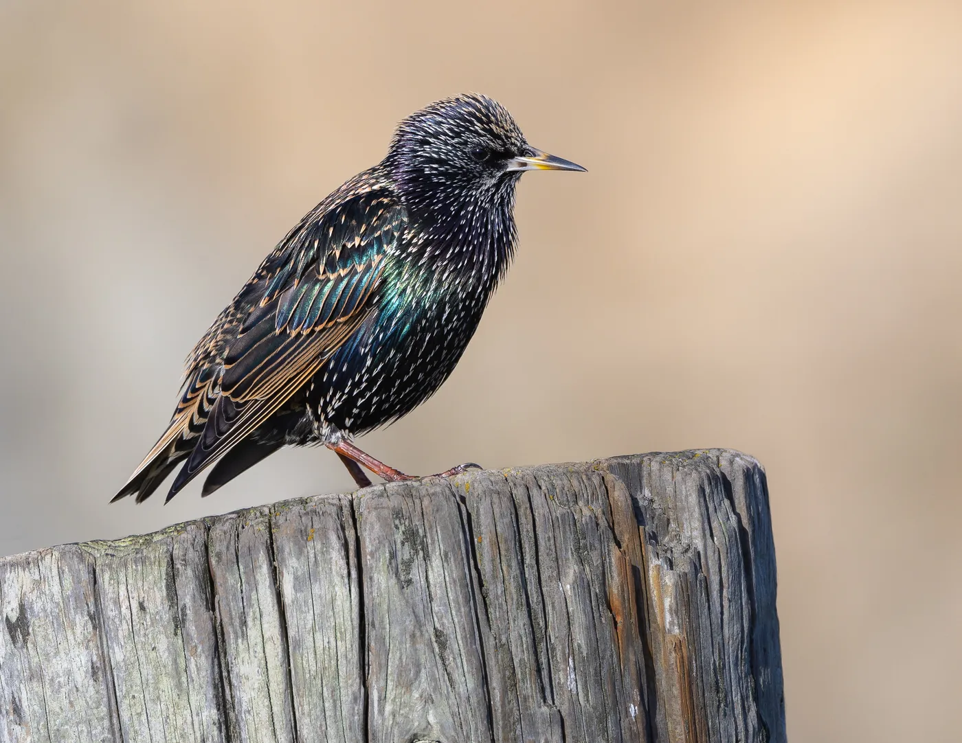 Close-up of a European starling showing its iridescent plumage