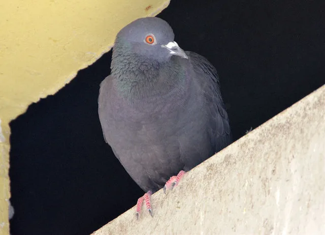 A feral pigeon on a building surface in Belfast, the kind of pest bird that bird repellent gel is designed to deter