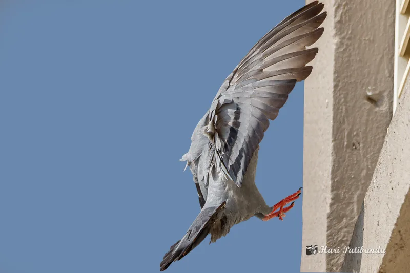Feral pigeon landing on a building ledge, one of the species least responsive to peppermint oil bird repellent alone