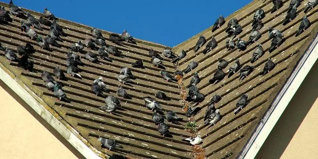 Feral pigeons roosting on an urban building, unaffected by ultrasonic repeller devices