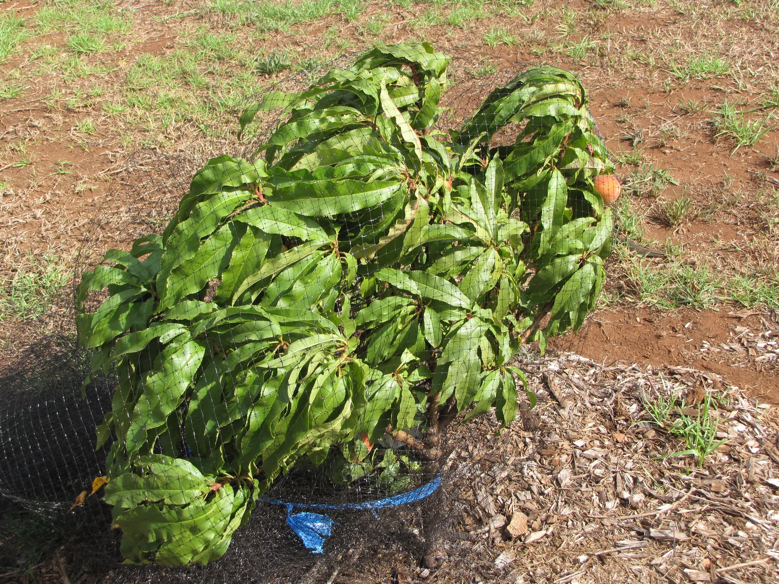 Bird netting covering a fruit tree