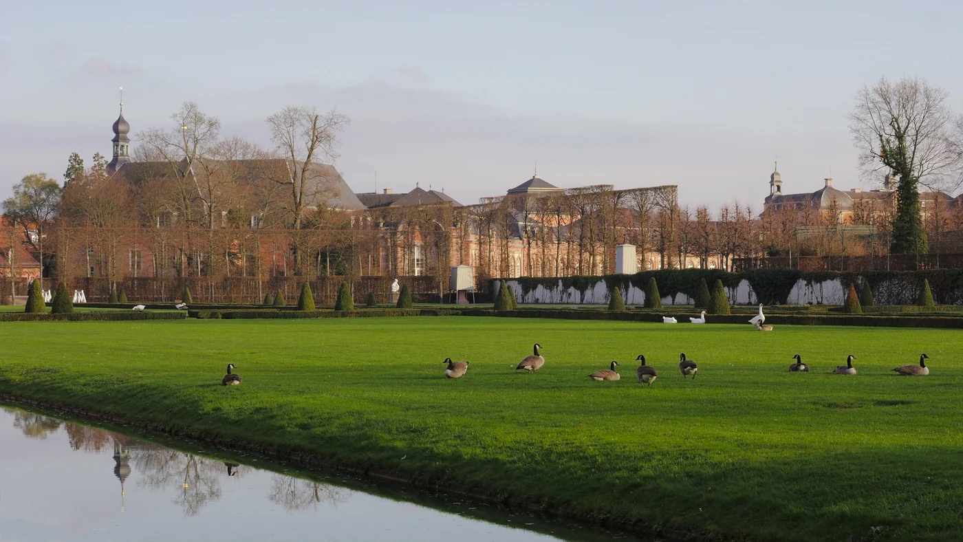 Goose Poop: Health, Lawn, and Water Risks (Plus Safe Cleanup)