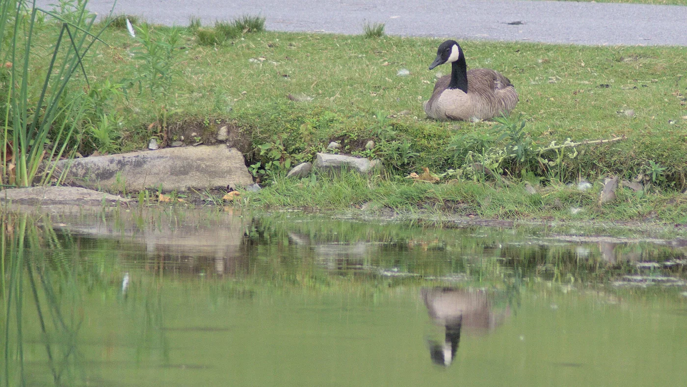 Canada goose beside poop-riddled grass at the edge of a pond