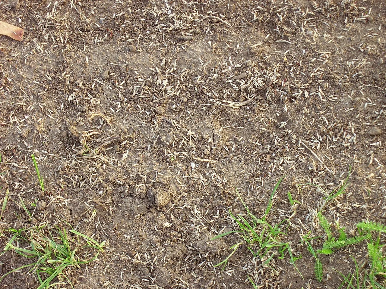 How to Stop Birds from Eating Grass Seed