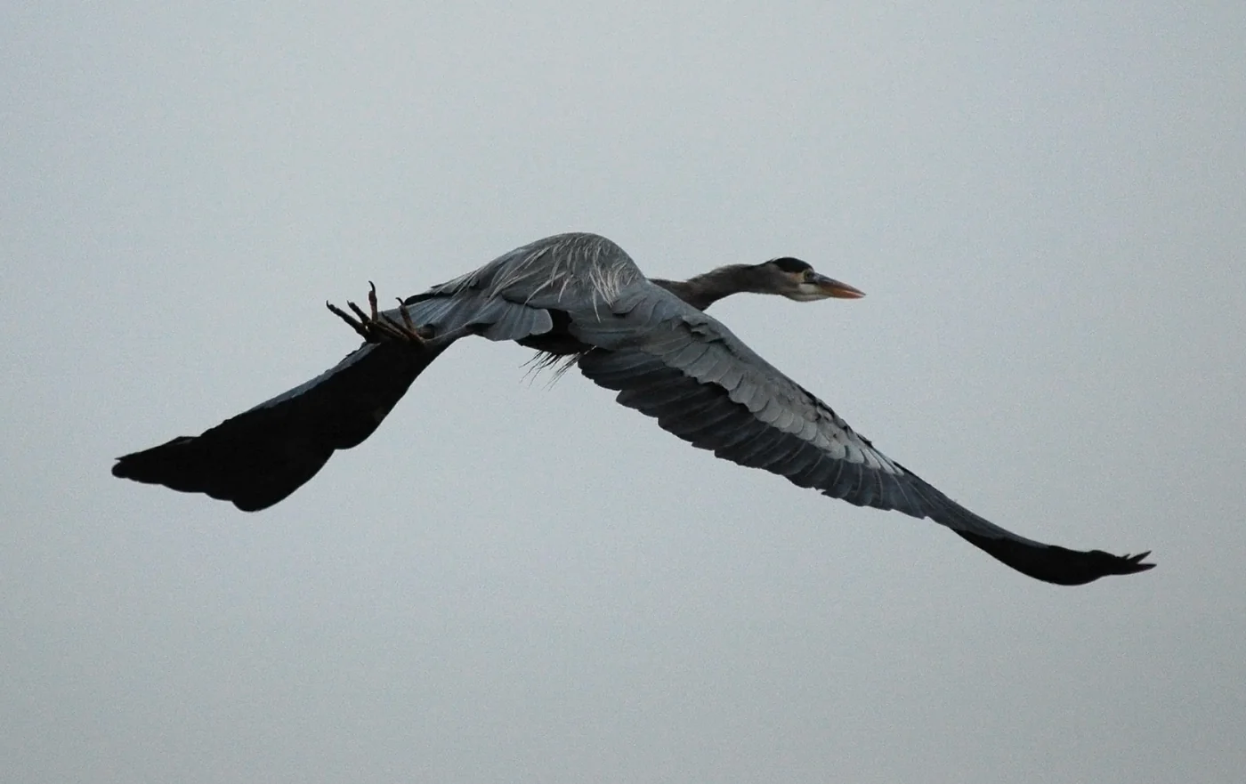 A Great Blue Heron flying away, the humane outcome of making a pond unrewarding