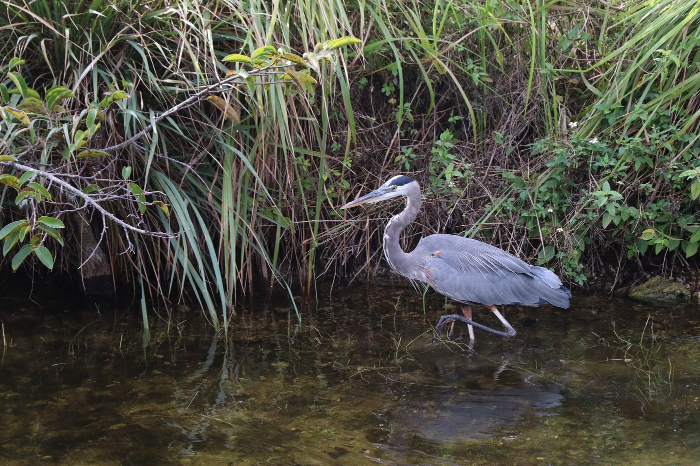 A Great Blue Heron wading through shallow water while watching for prey